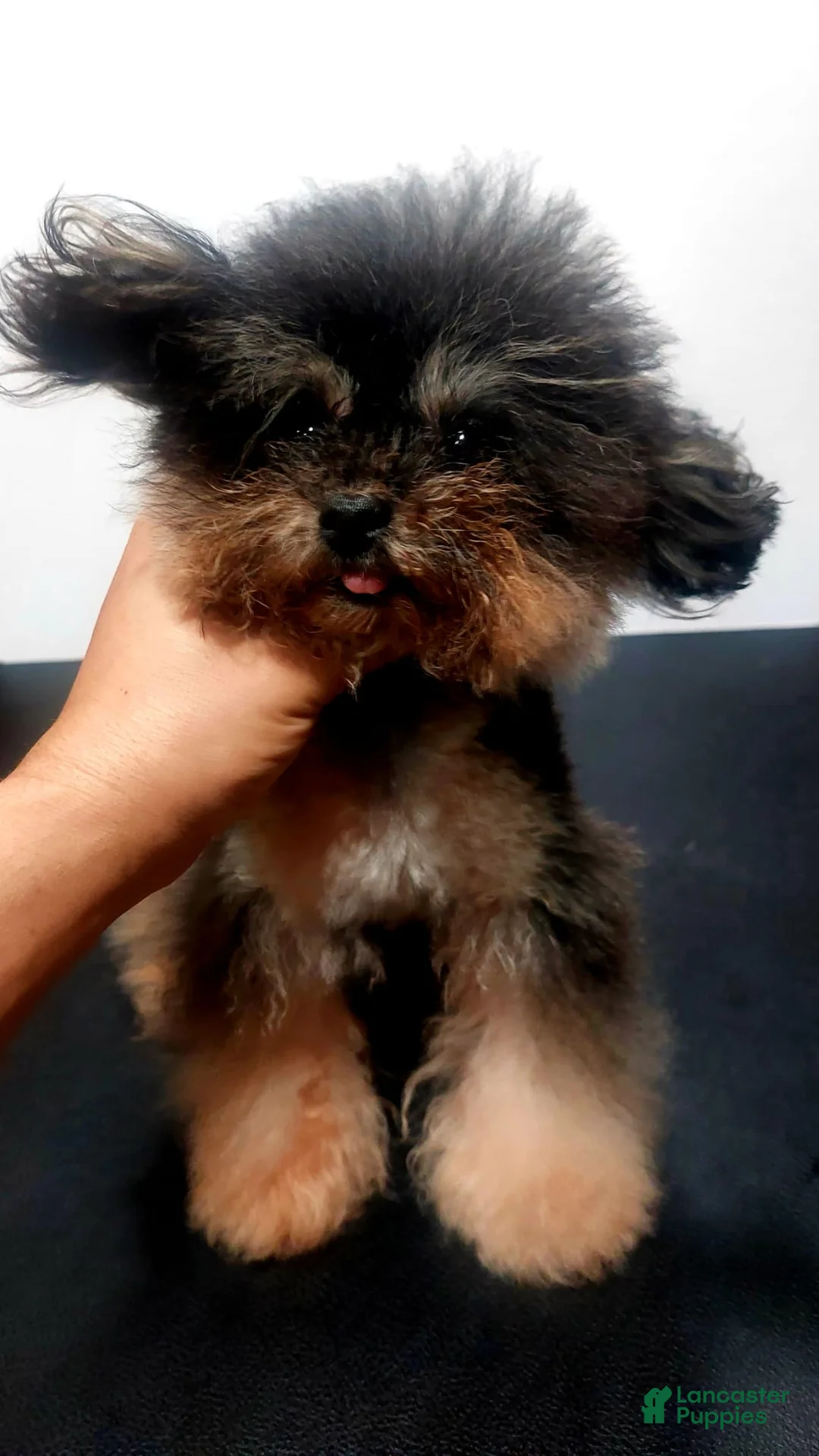 Toy Poodle dogs for stud: Playboy Stud - Ad 4