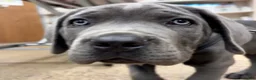 Cane Corso dogs for sale: Christ - Ad 3