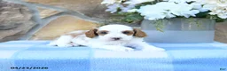 Cavapoo dogs for sale: Marshmallow - Ad 16