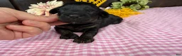 Havapoo dogs for sale: Havapoo 4 - Ad 4