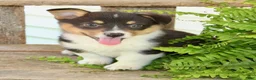 Mixed Breed dogs for sale: Maxine - Ad 3
