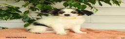 Papillon dogs for sale: Rascal - Ad 4