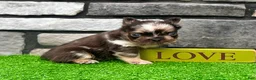 French Bulldog dogs for sale: Jackson - Ad 1