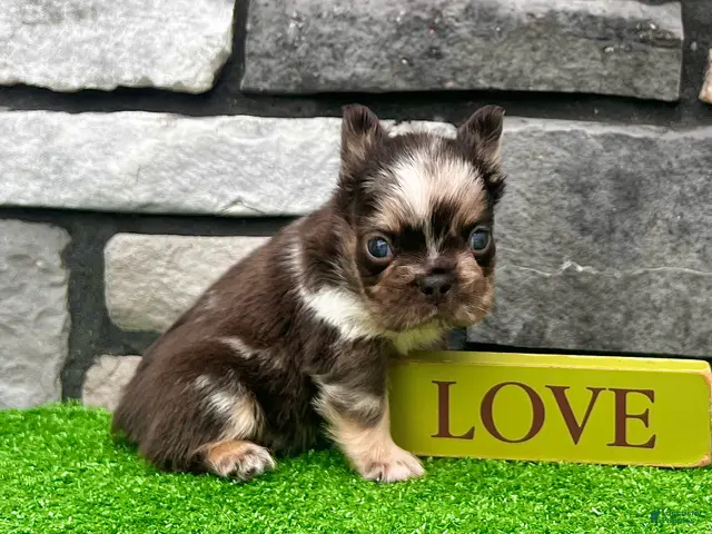 French Bulldog dogs Jackson - Ad 1