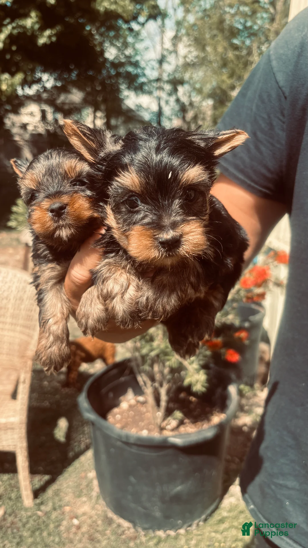 Yorkshire Terrier dogs for sale: Yorkshire Terrier Puppy 2 - Ad 2
