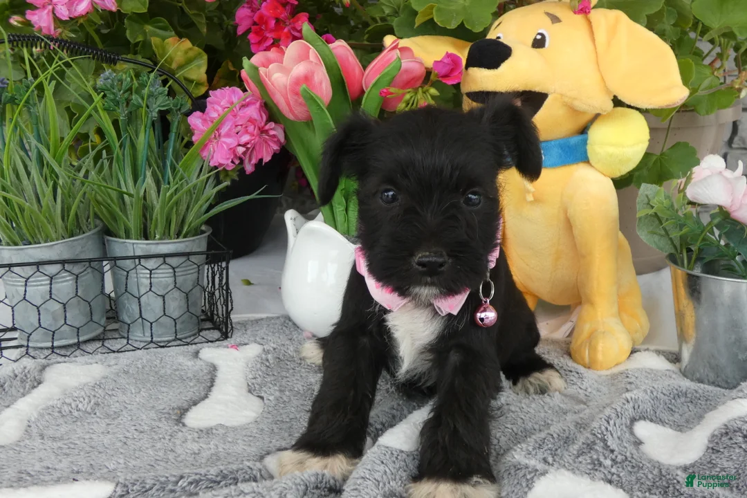 Miniature Schnauzer dogs for sale: Miniature Schnauzer 1 Kallie - Ad 2