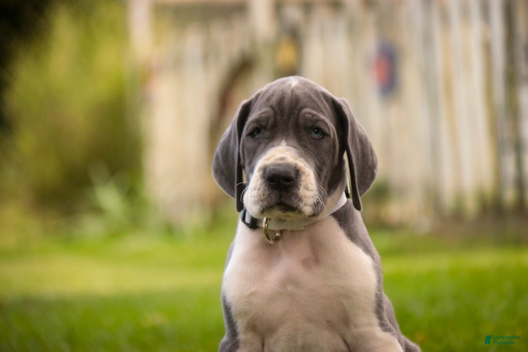 Great Dane dogs Celestia Great Dane  - Ad 2