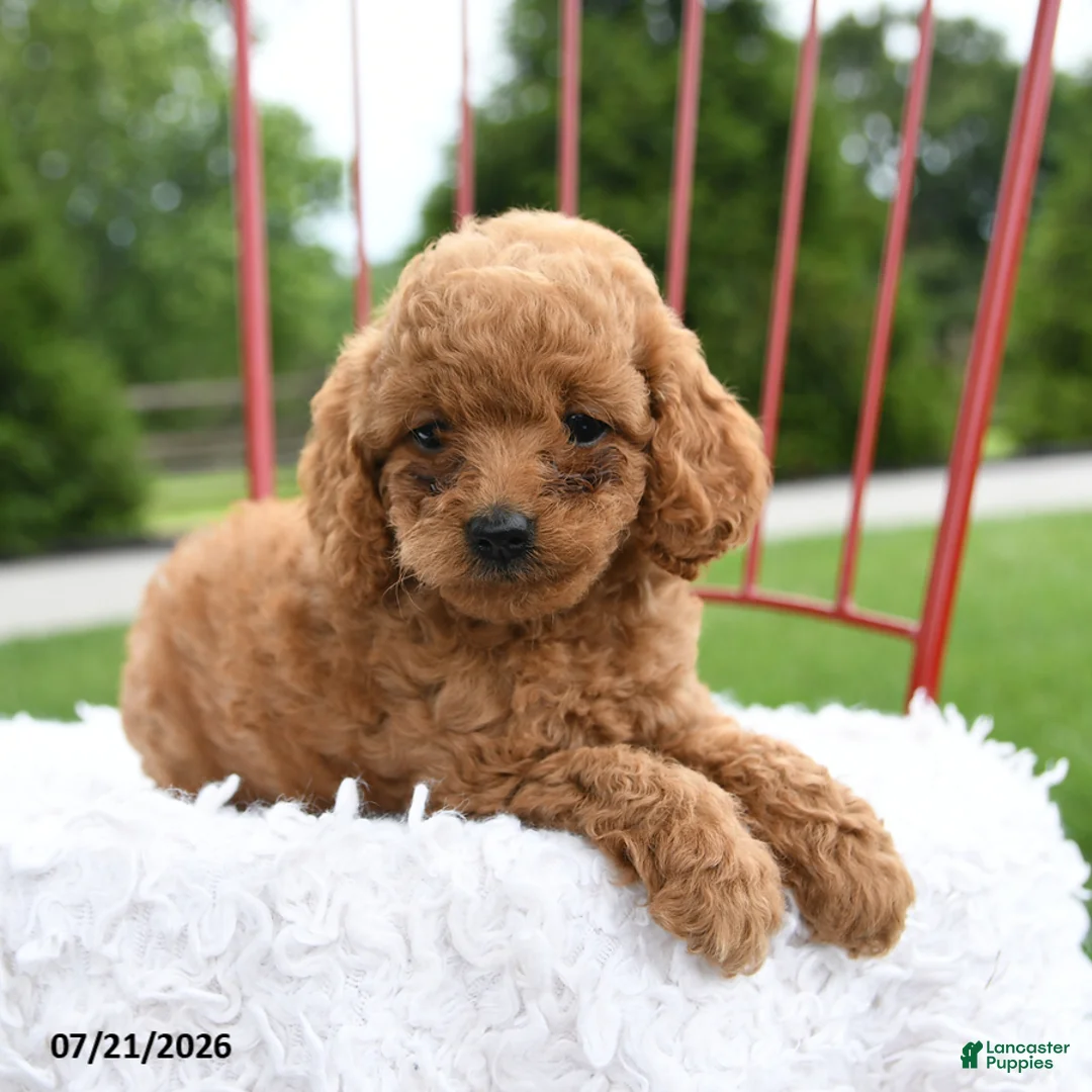 Cockapoo dogs for sale: Zara - Ad 2