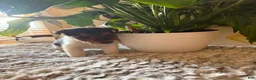 Wire Fox Terrier dogs for sale: Nick Wilde - Ad 4