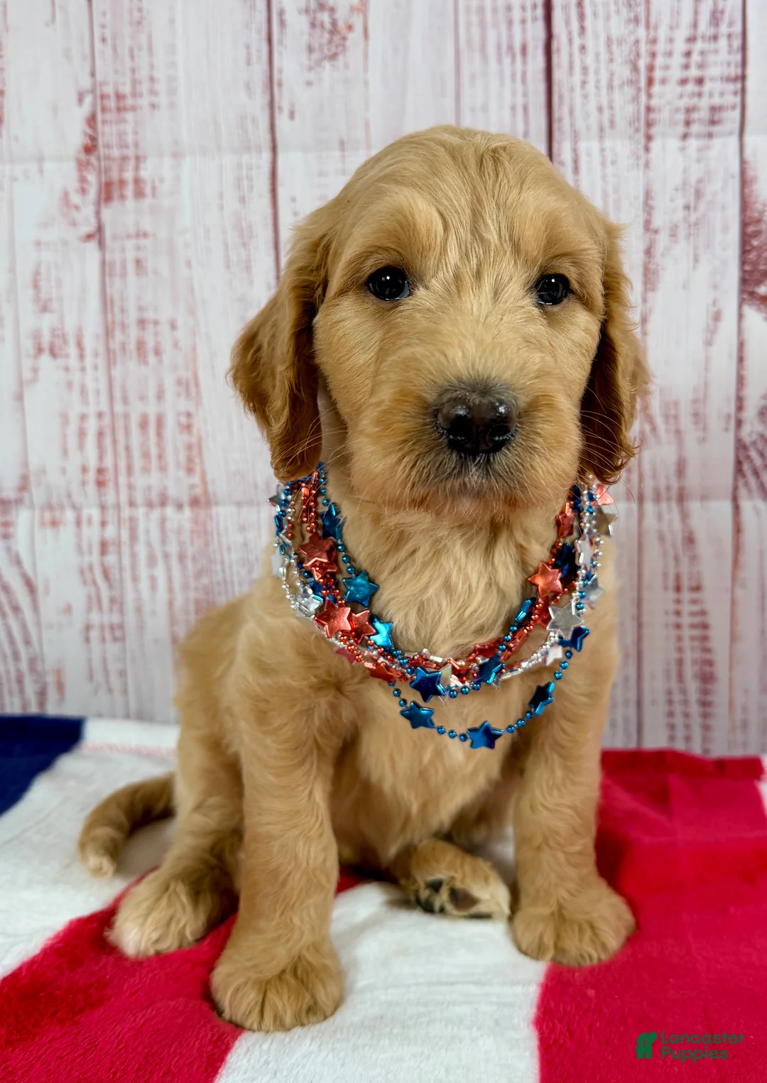 Goldendoodle dogs for sale: Skye - Ad 1