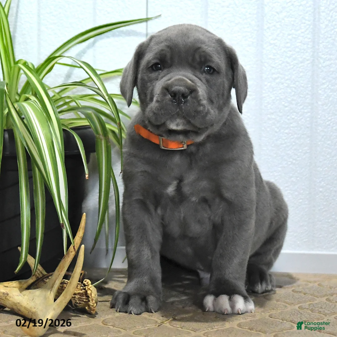 Cane Corso dogs for sale: Griffen - Ad 4