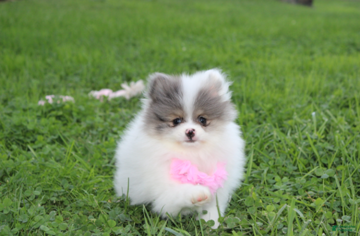 Pomeranian dogs Flora - Ad 1