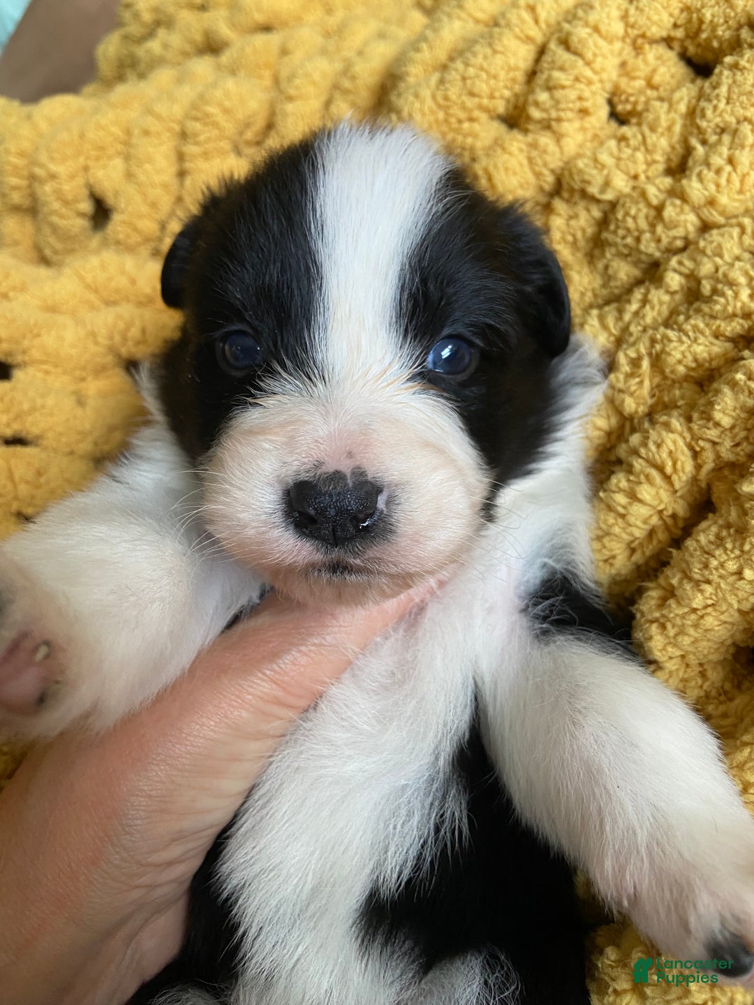 Mixed Breed dogs for sale: Mixed Breed Puppy 5 - Ad 1