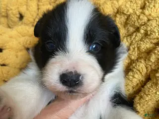 Mixed Breed dogs Mixed Breed Puppy 5 - Ad 39