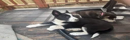 Siberian Husky dogs for sale: Skye - Ad 10