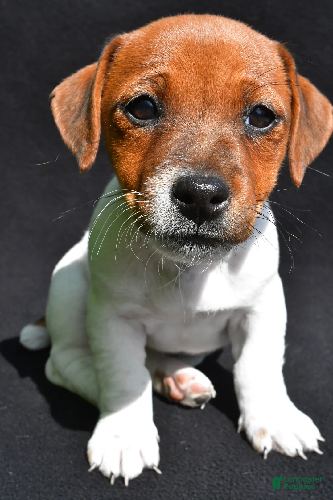 Jack Russell Terrier dogs for sale: Lilah - Ad 2