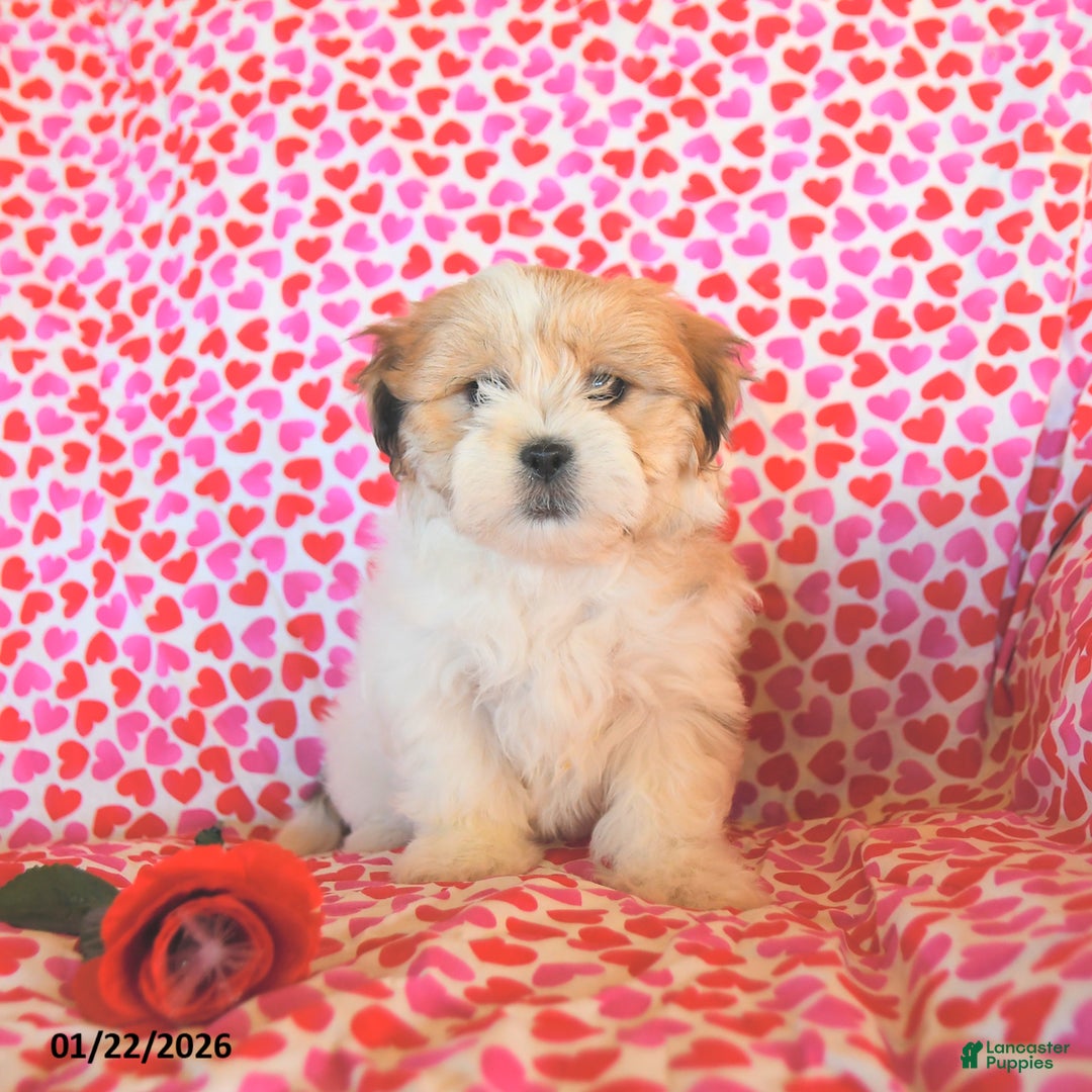 Teddy Bear dogs for sale: Ruby  - Ad 1