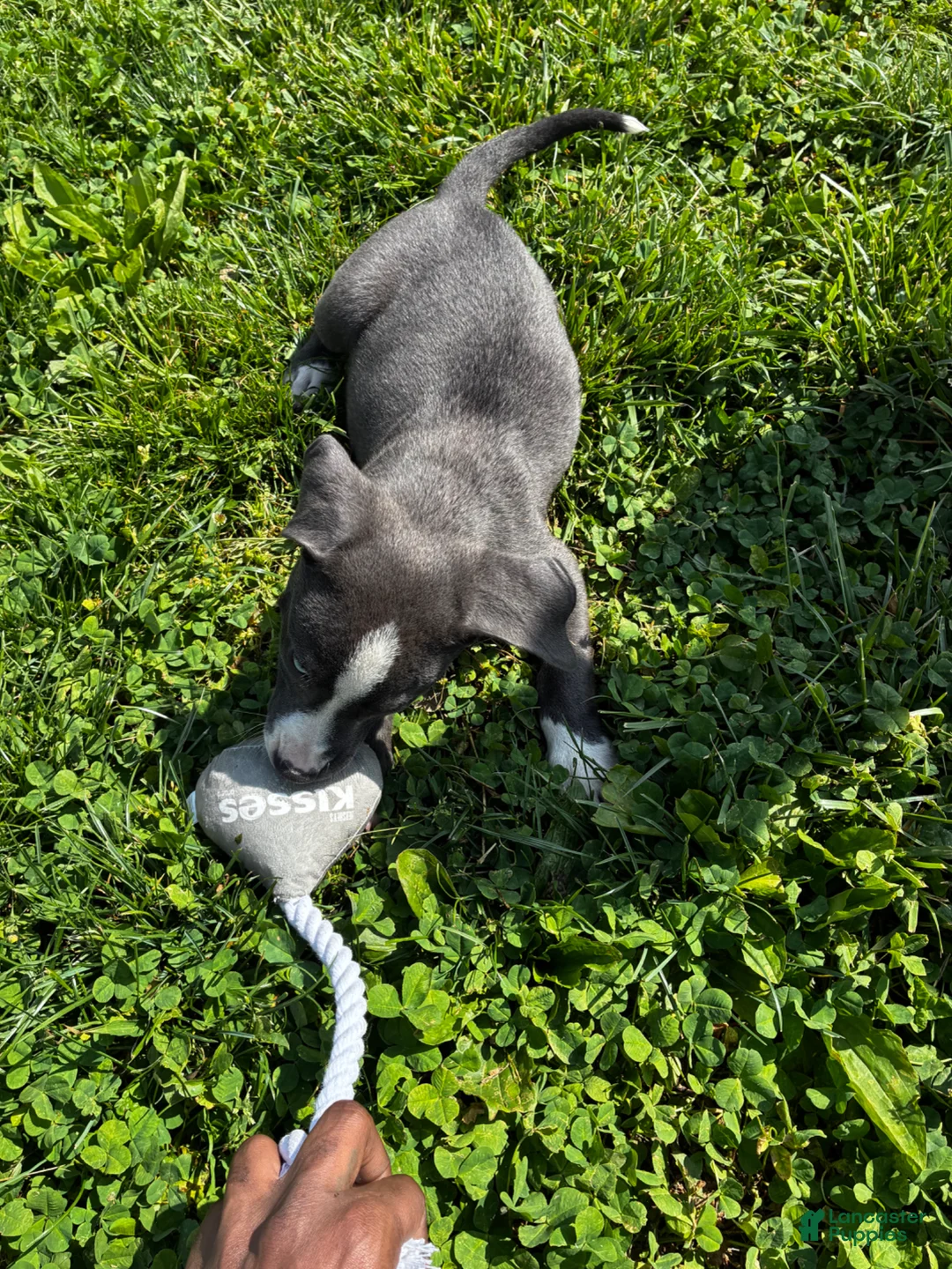 American Pit Bull Terrier dogs for sale: American Pit Bull Terrier Puppy 1 - Ad 1