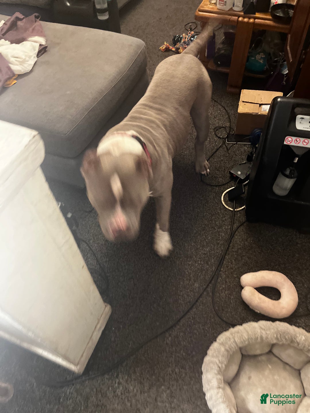 American Bully dogs for sale: American Bully  - Ad 4