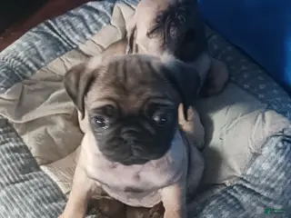 Pug dogs Pug Puppy 2 - Ad 13