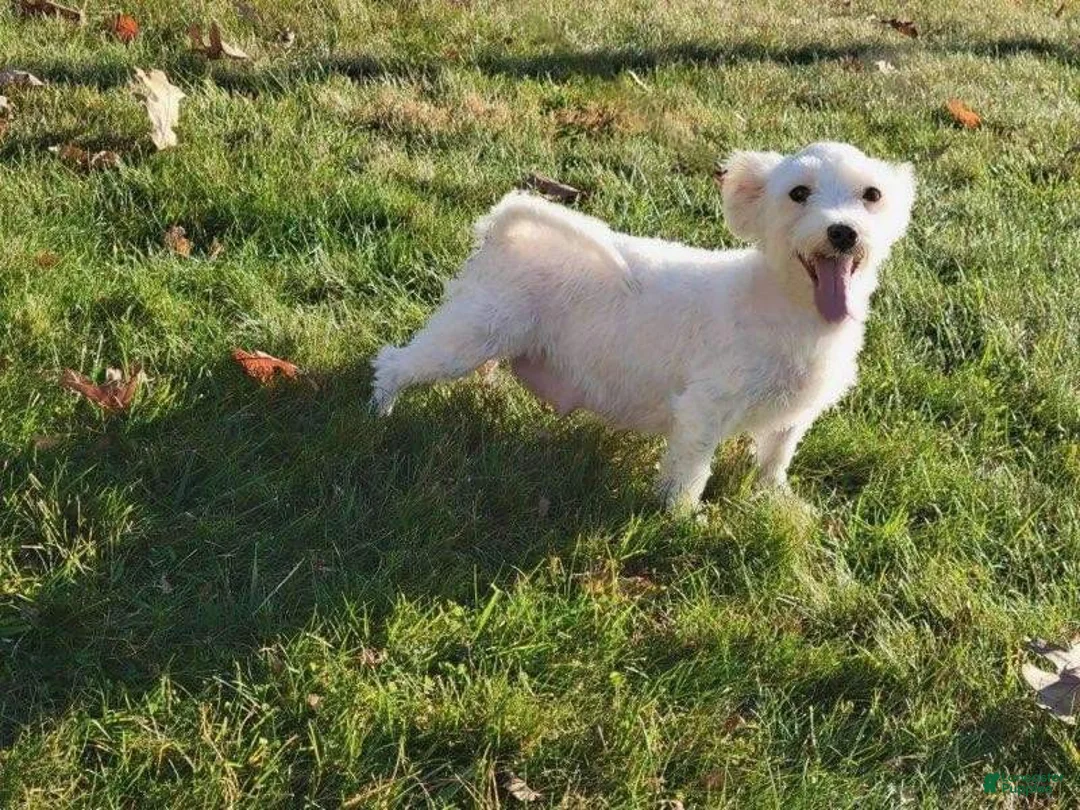 Maltipoo dogs for sale: Tristan  - Ad 10