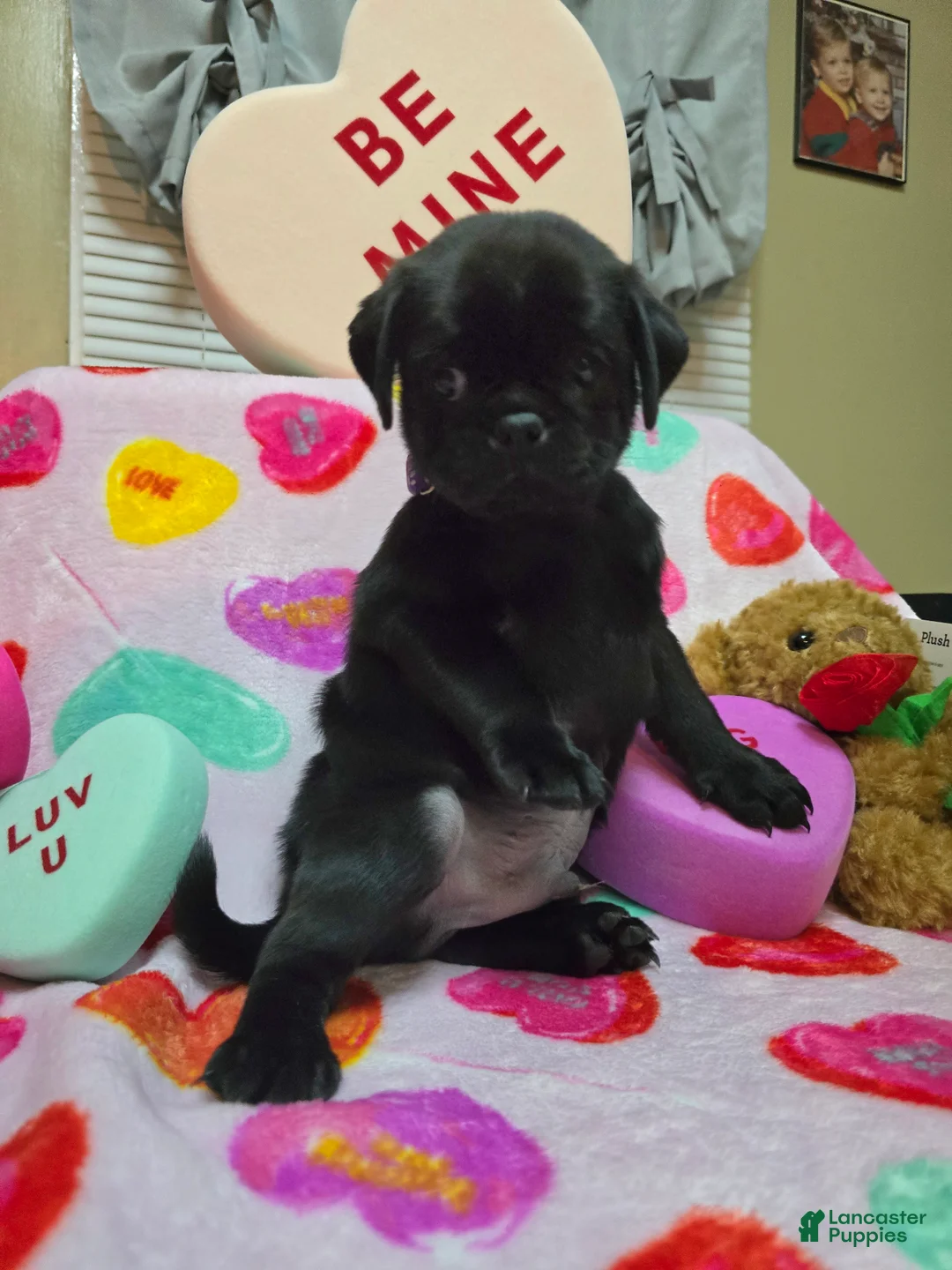 Pug dogs for sale: Bear - Ad 3