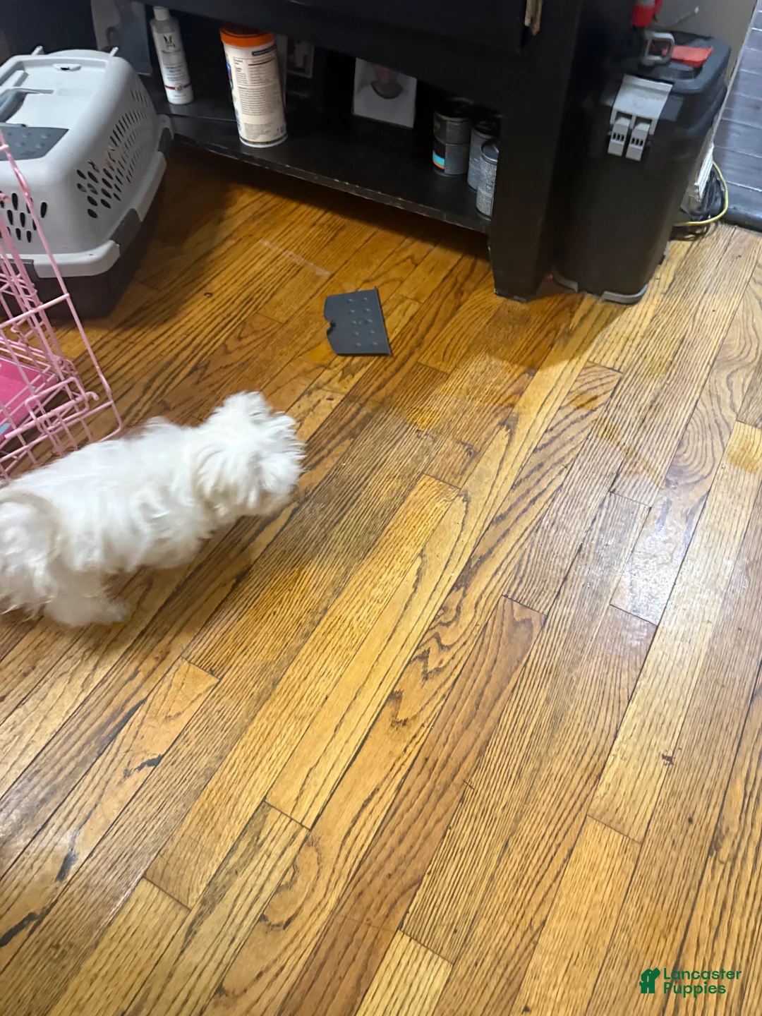 Maltese dogs for sale: Bruno - Ad 2