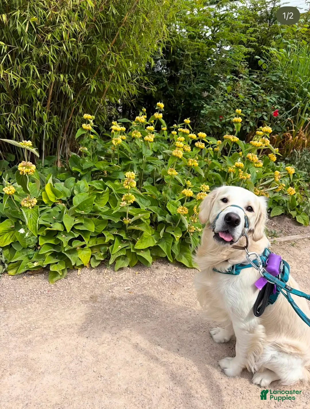 Golden Retriever dogs for sale: Golden Retriever Rossy - Ad 2