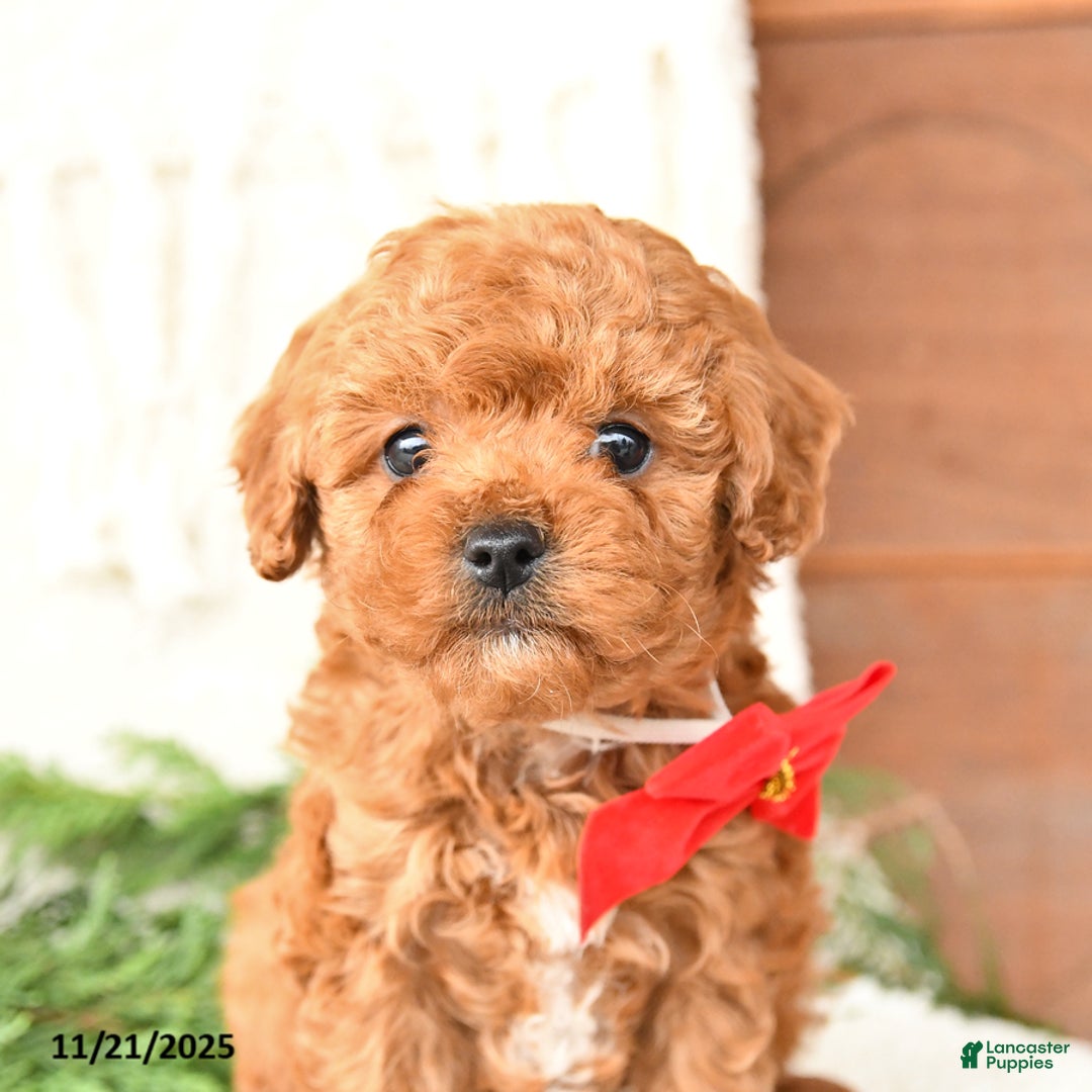 Toy Poodle dogs for sale: Bear - Ad 3