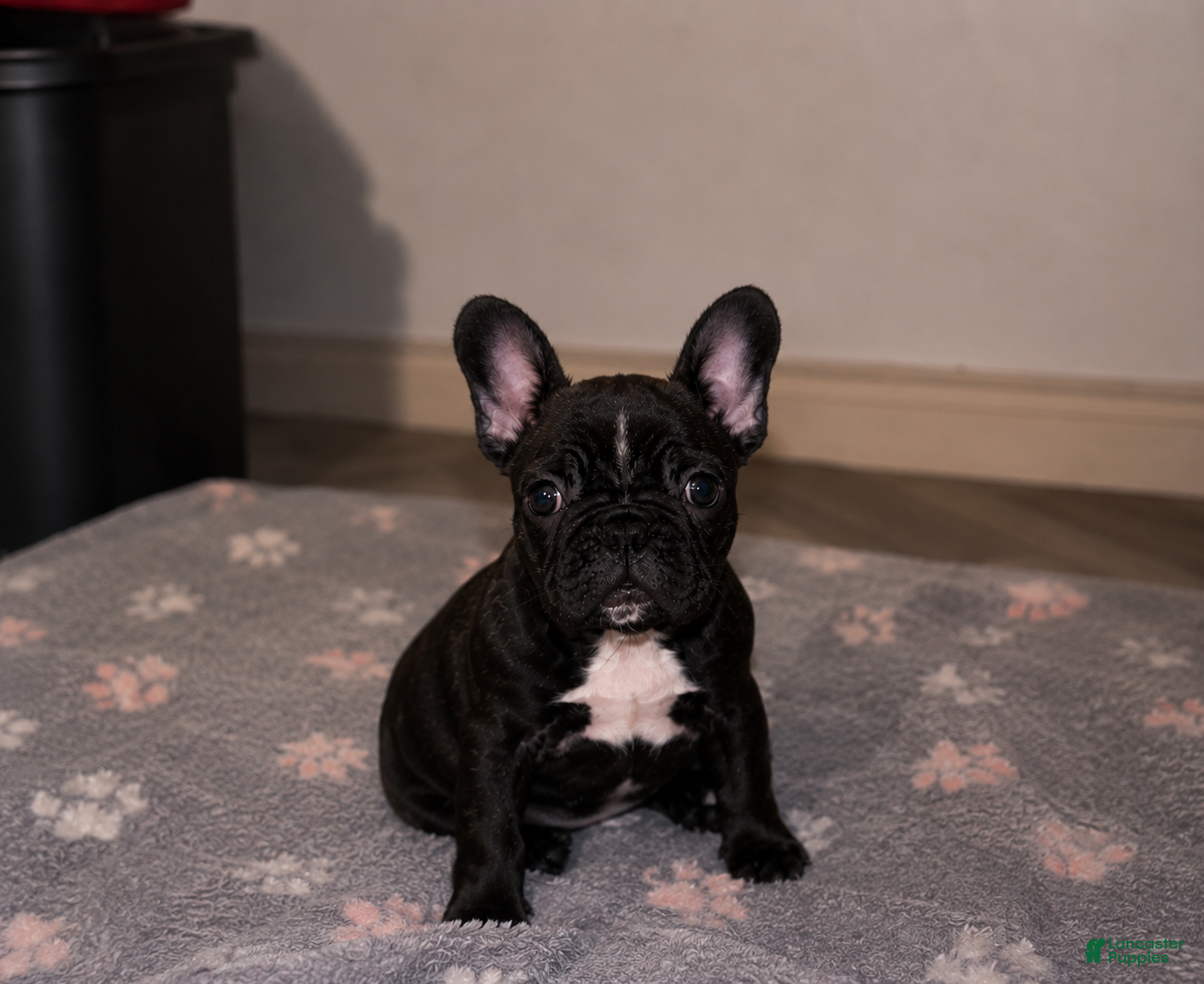 Frenchton dogs Pepé - Ad 1