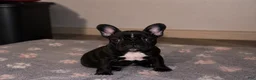 Frenchton dogs for sale: Pepé - Ad 1