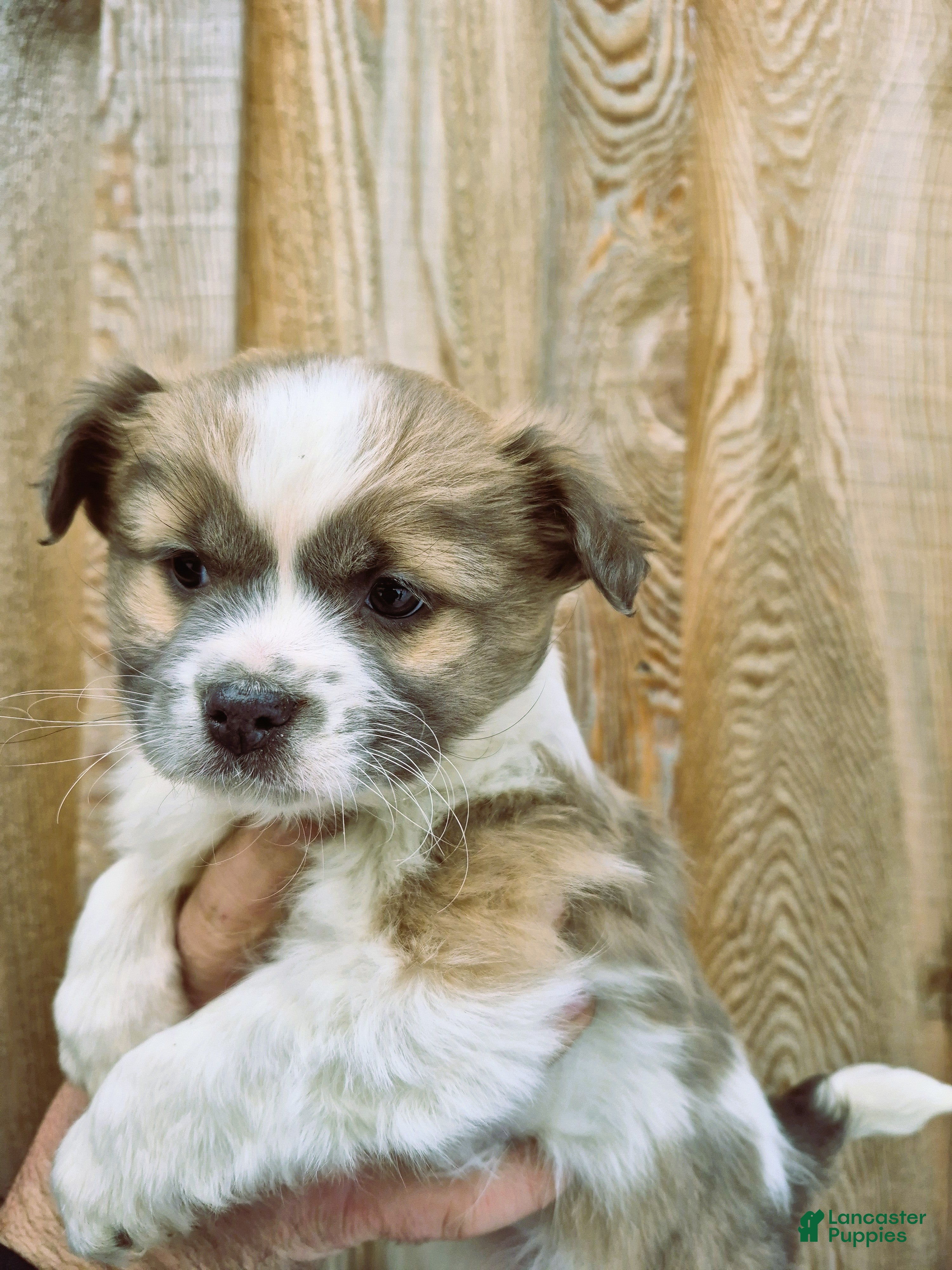 Chihuahua dogs Chihuahua Puppy 3 - Ad 13