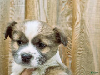 Chihuahua dogs Chihuahua Puppy 3 - Ad 4