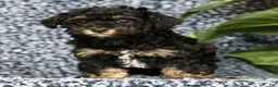Havapoo dogs for sale: Tinker - Ad 3