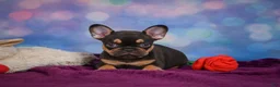 French Bulldog dogs for sale: Darla - Ad 1