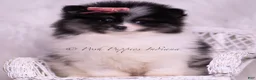 Pomeranian dogs for sale: Kisses - Ad 6