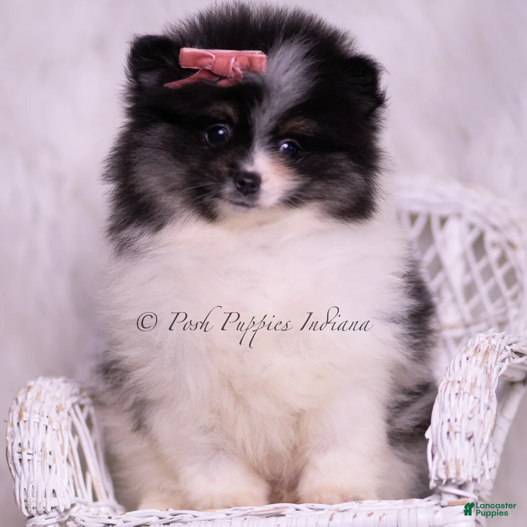 Pomeranian dogs for sale: Kisses - Ad 6