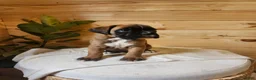 Boxer dogs for sale: Janko  - Ad 3