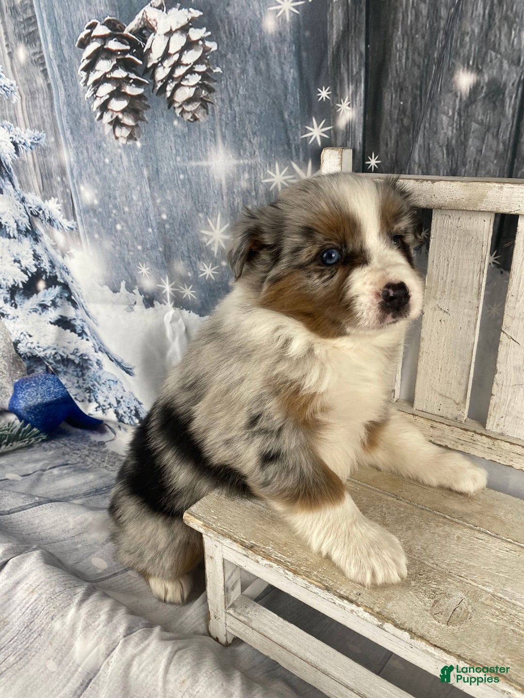 Australian Shepherd dogs for sale: Calla - Ad 9