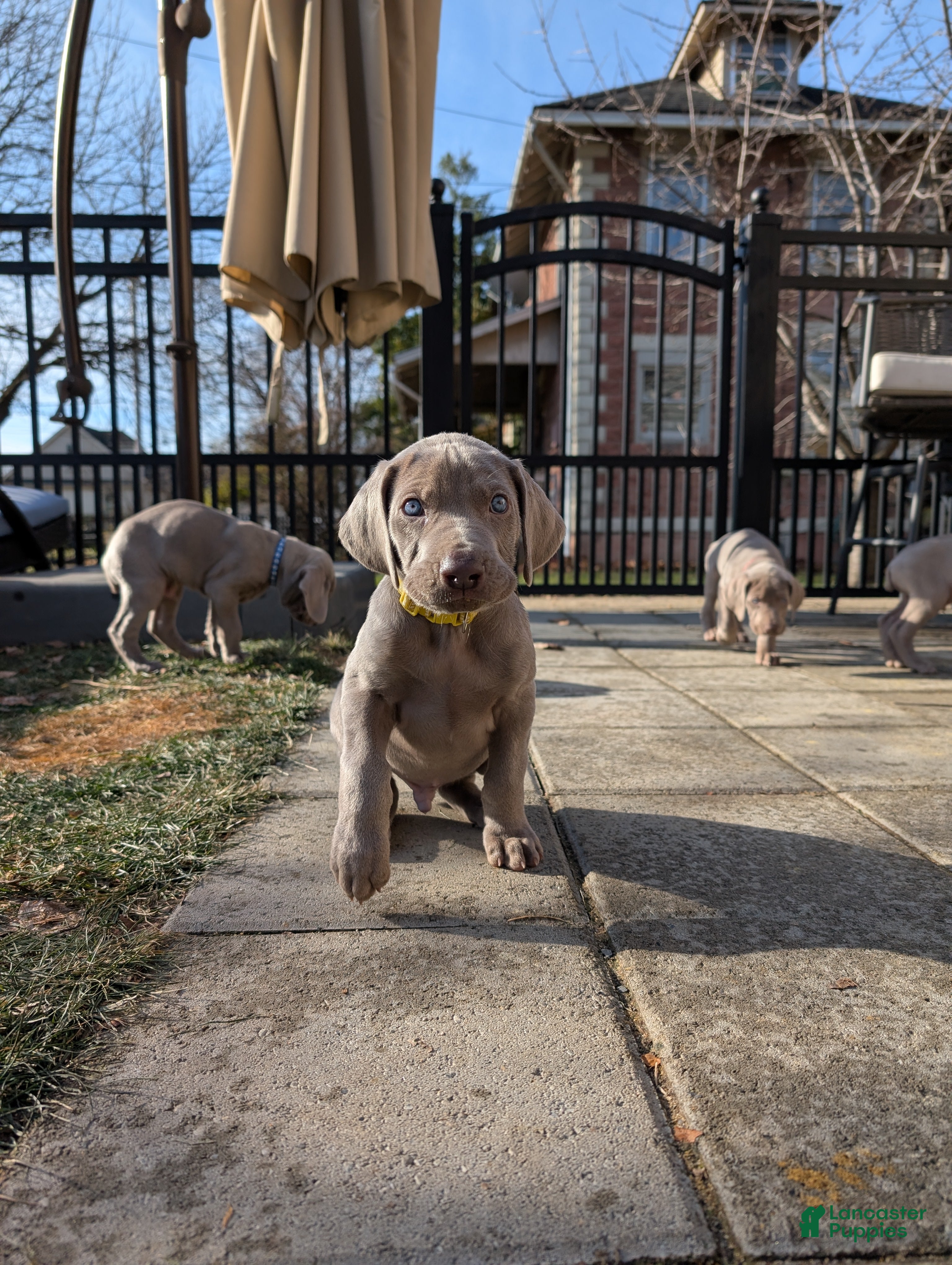 Weimaraner dogs Hornet - Ad 1