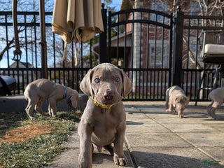 Weimaraner dogs Hornet - Ad 6