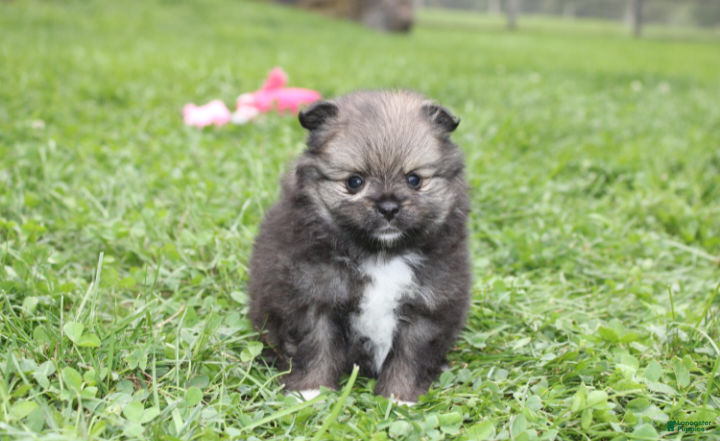 Pomeranian dogs Jazzy - Ad 1