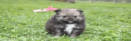 Pomeranian dogs for sale: Jazzy - Ad 1