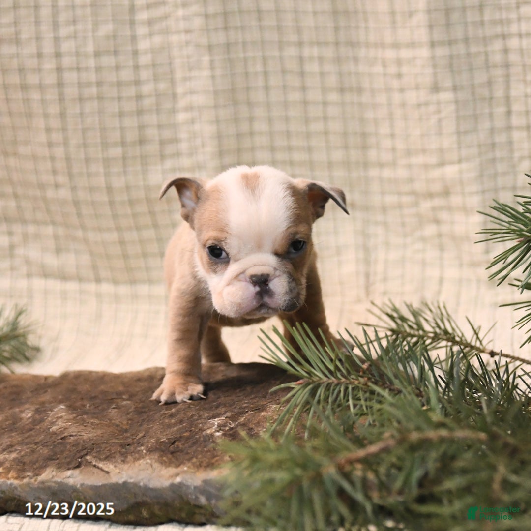 English Bulldog dogs for sale: Mistletoe - Ad 4