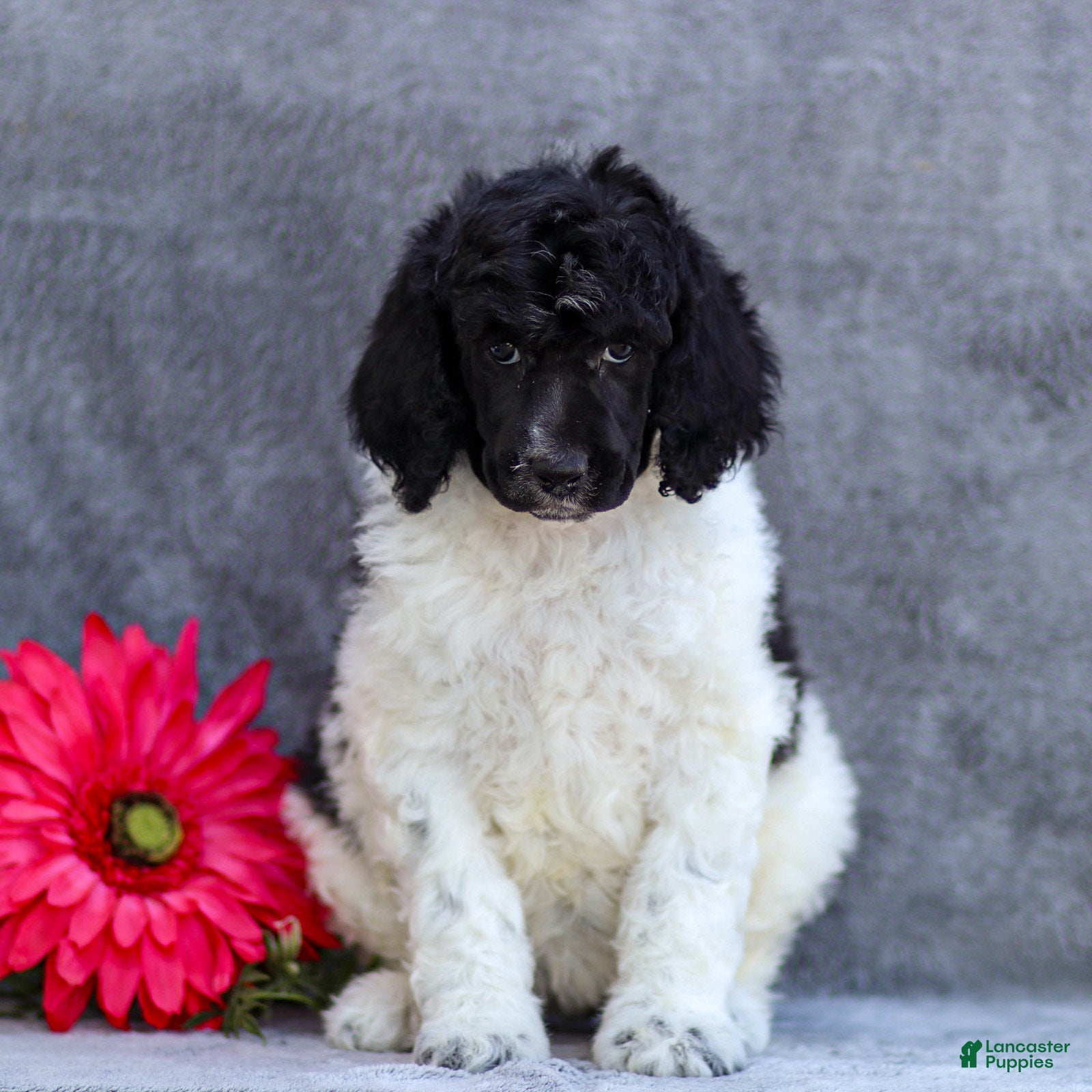 Standard Poodle dogs Flower - Ad 1