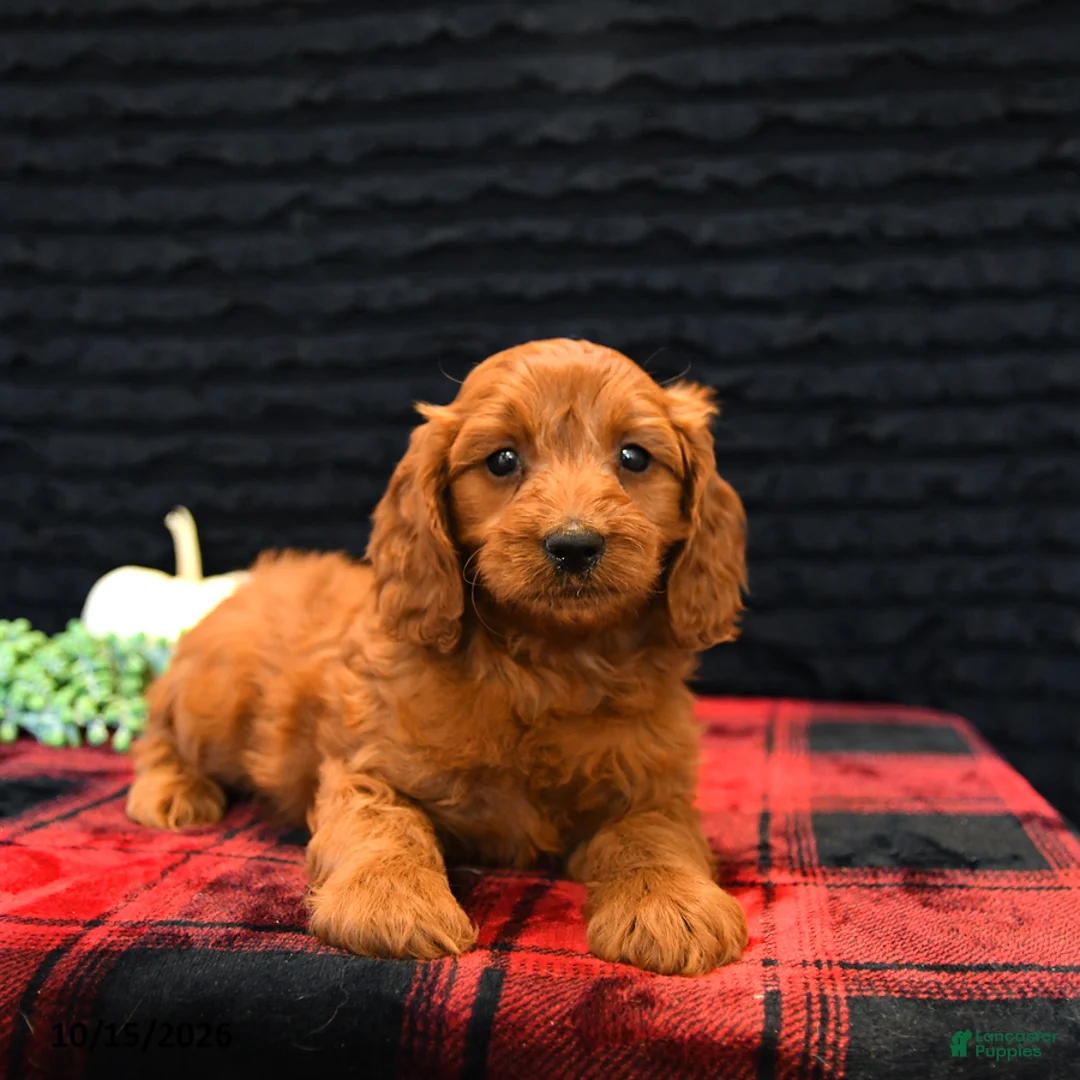 Cavapoo dogs for sale: Ollie - Ad 1