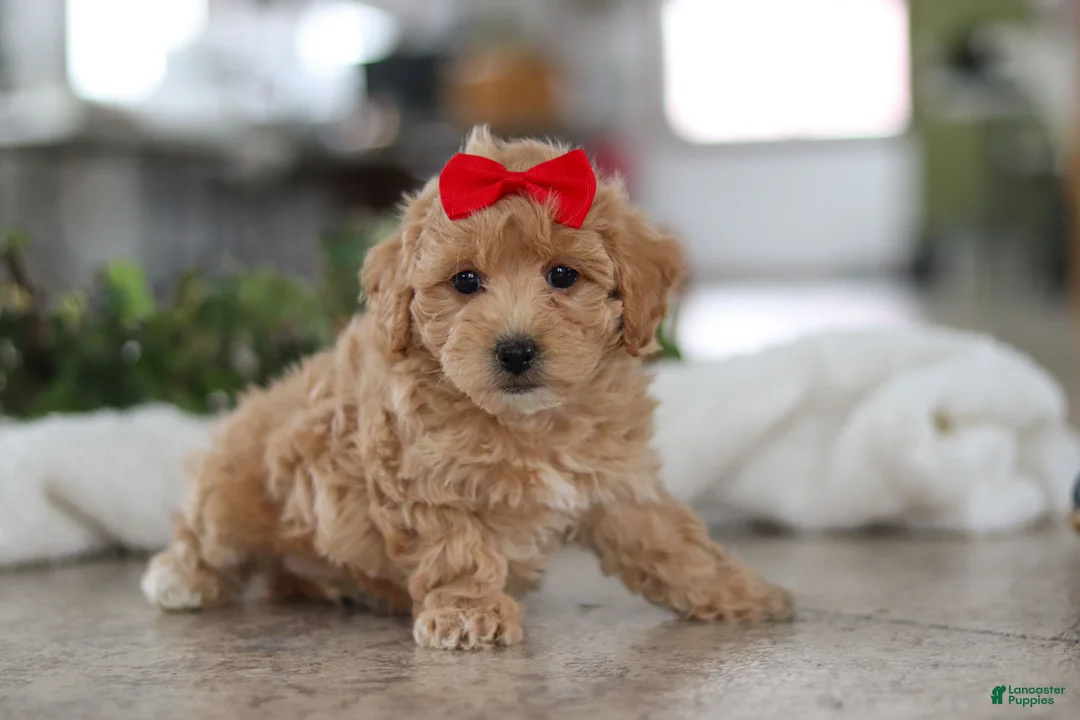Maltipoo dogs for sale: Lucy - Ad 5