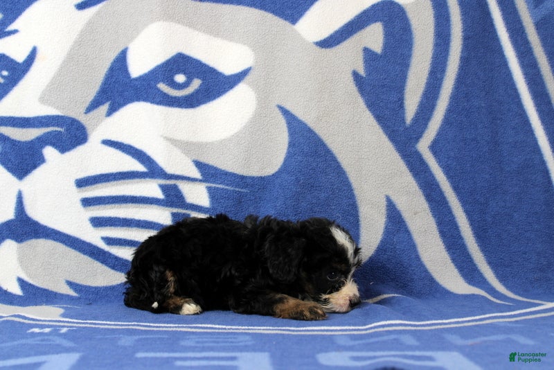 Mini Bernedoodle dogs Earl - Ad 2