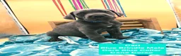 Cane Corso dogs for sale: Carl - Ad 2
