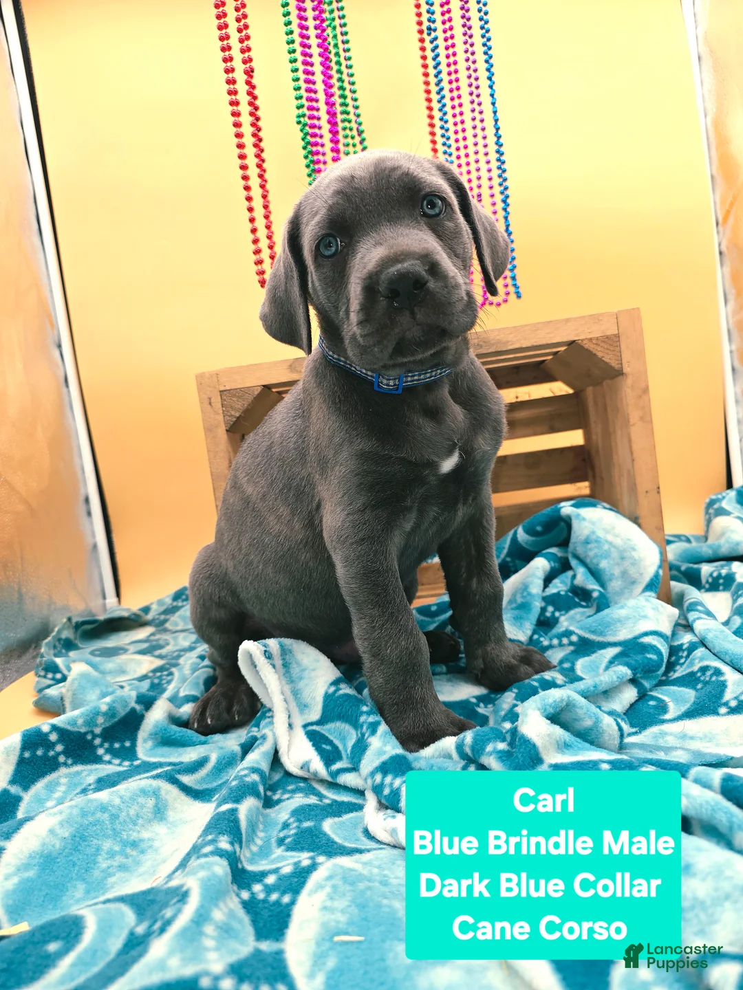 Cane Corso dogs for sale: Carl - Ad 2